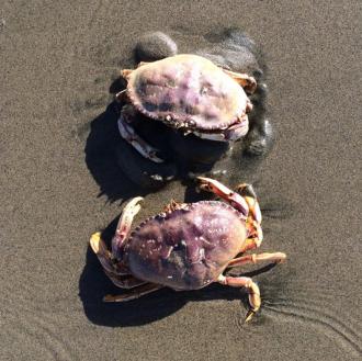 two_crabs